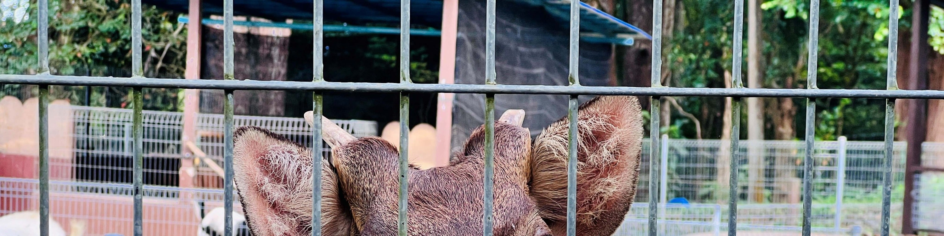 關丹 Zoo Teruntum 動物園門票