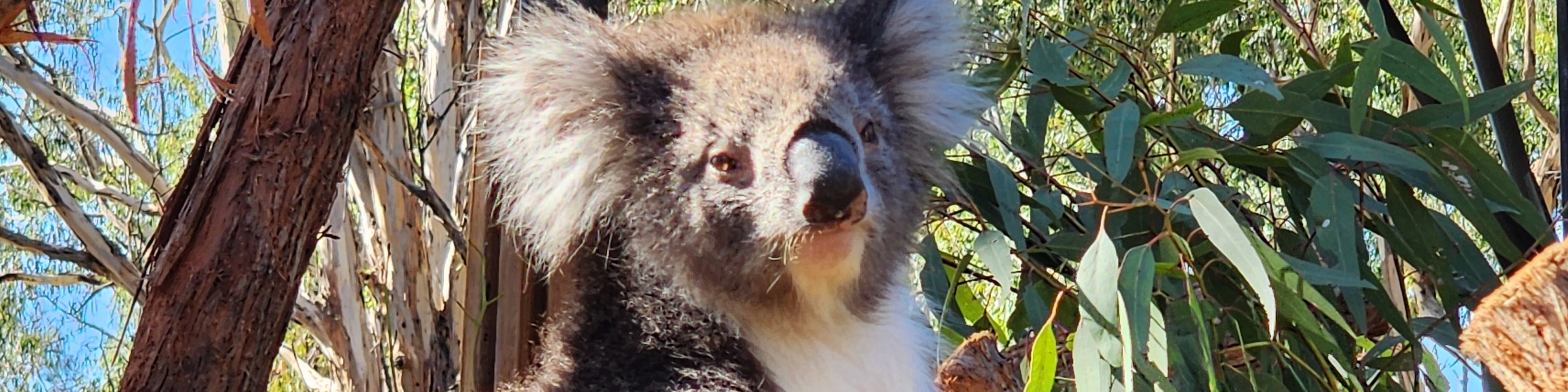 Cleland Wildlife Park & Historic Hahndorf Adelaide Hills Experience