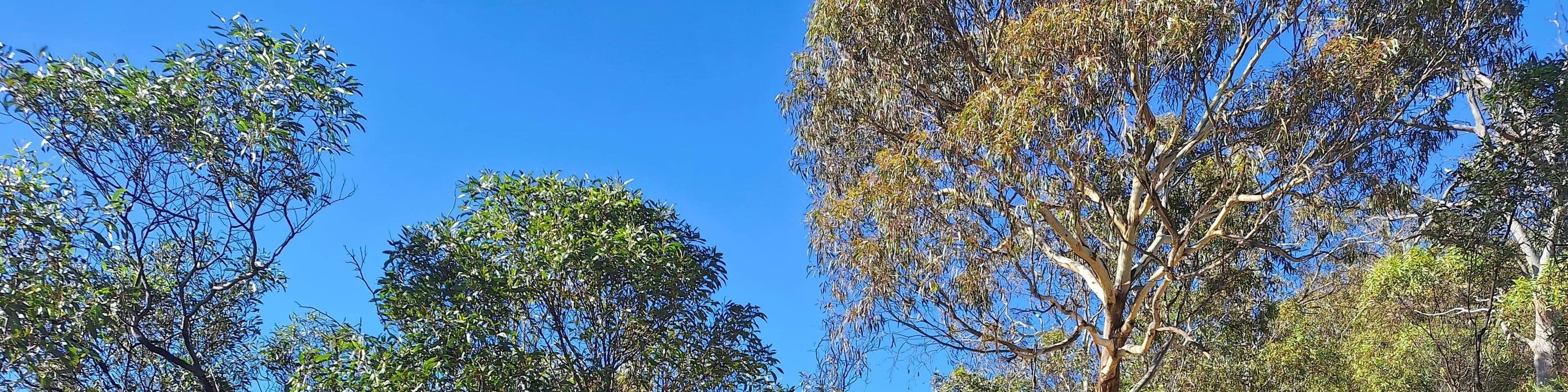Yarra River Walk & Heritage Convent Experience