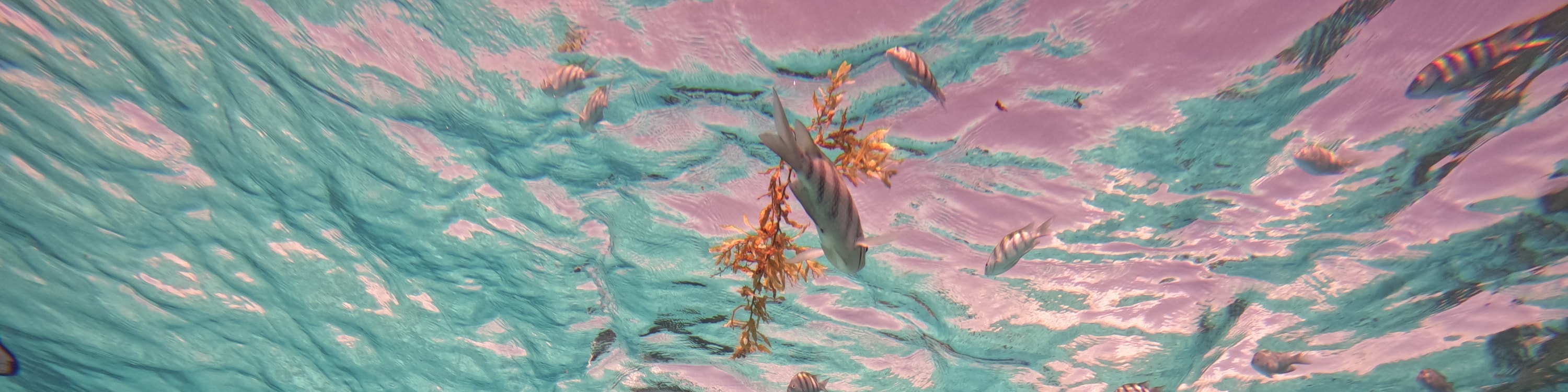 5合1浮潛之旅（探索海龜 / 珊瑚礁 / 水下雕塑博物館 / 沉船）