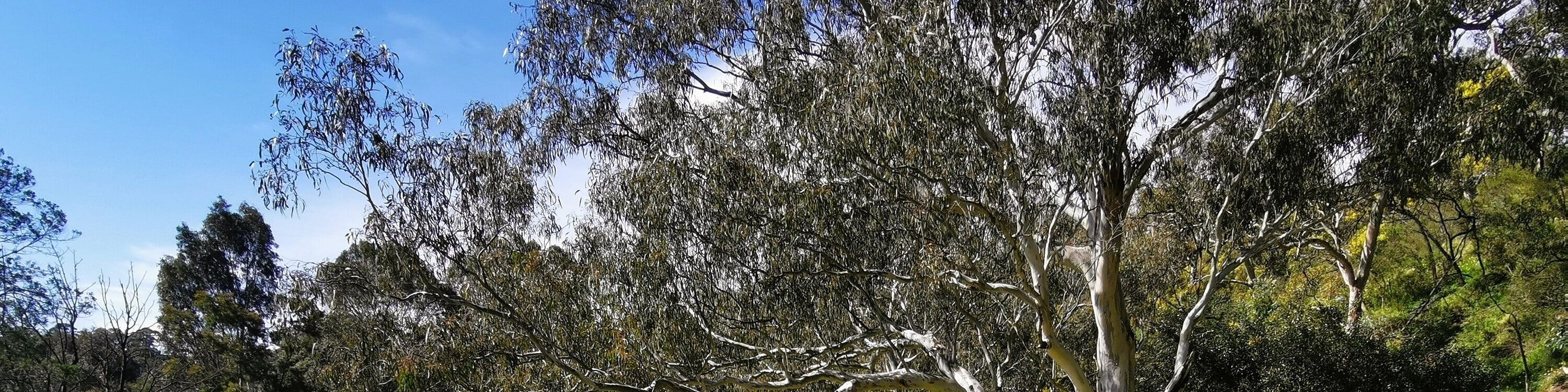 Yarra River Walk & Heritage Convent Experience