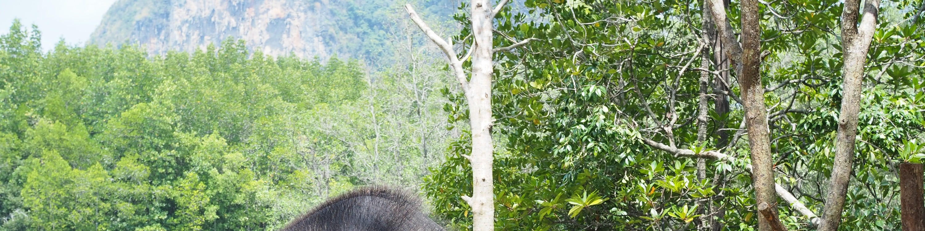 甲米大象保護區（Krabi Elephant Shelter）體驗