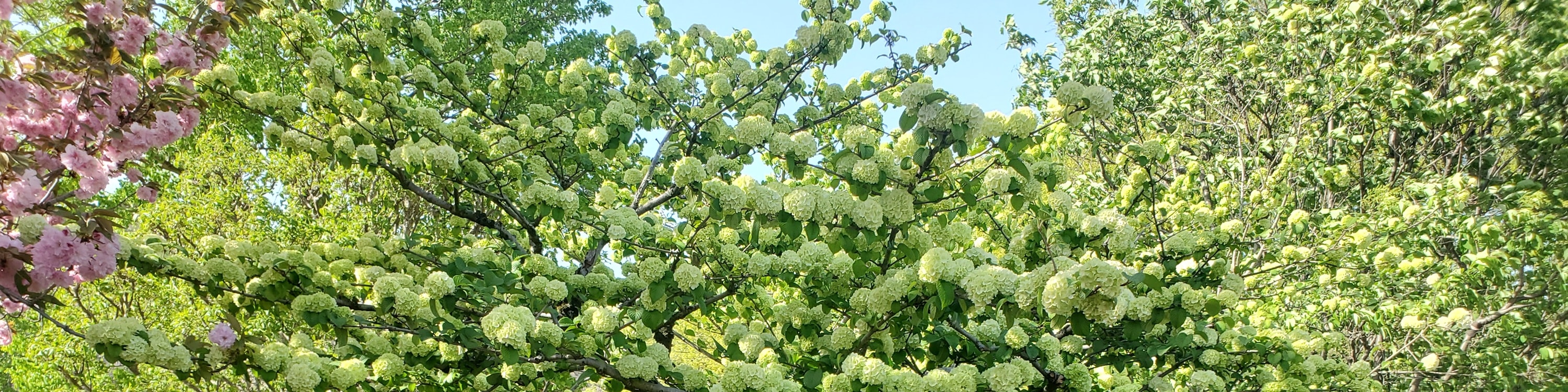 從新宿出發的足利花卉公園和日立海濱公園一日遊