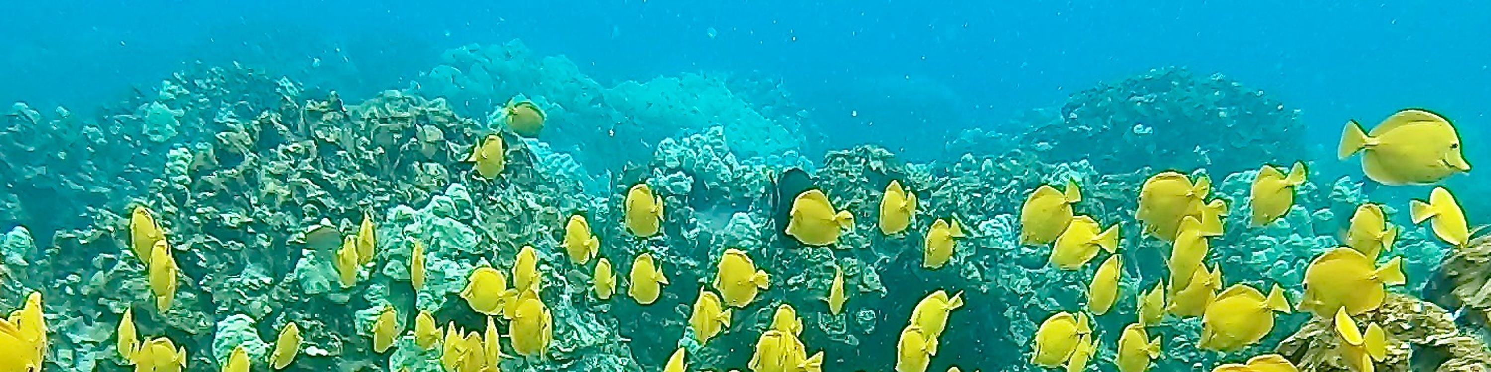 在清澈的凱阿拉凱夸海灣 (Kealakekua Bay) 水域中，欣賞色彩繽紛的熱帶魚在珊瑚礁間穿梭