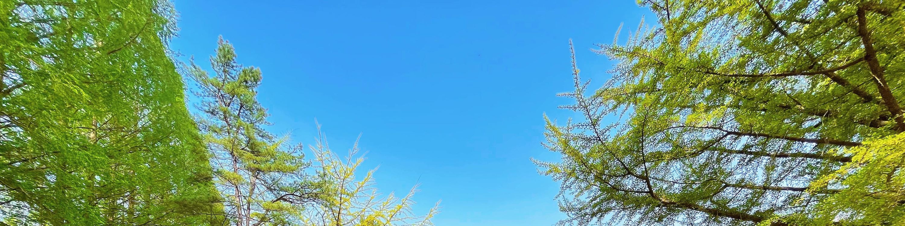 南怡島 & 首爾樂天世界自然 & 市區一日遊