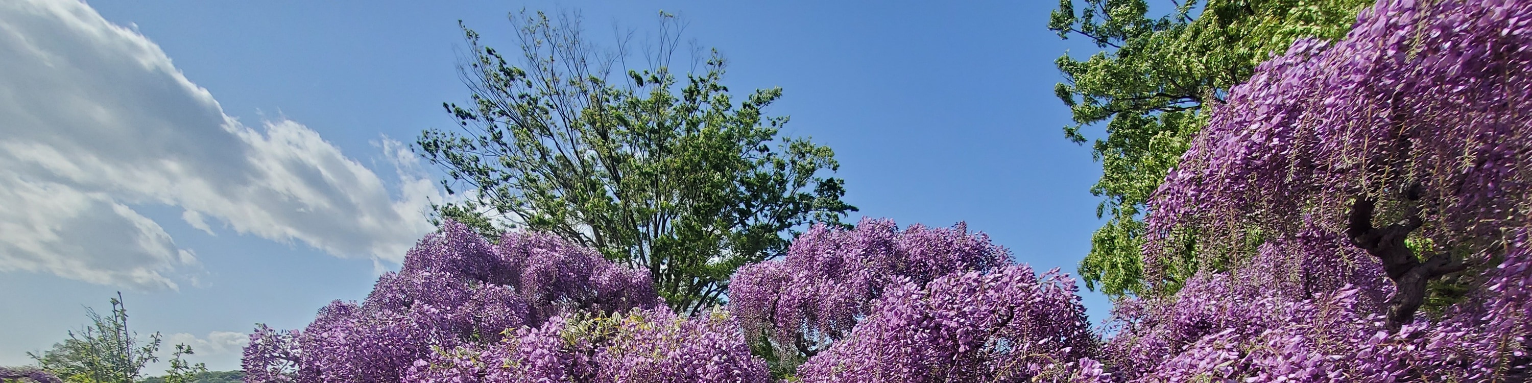 從新宿出發的足利花卉公園和日立海濱公園一日遊