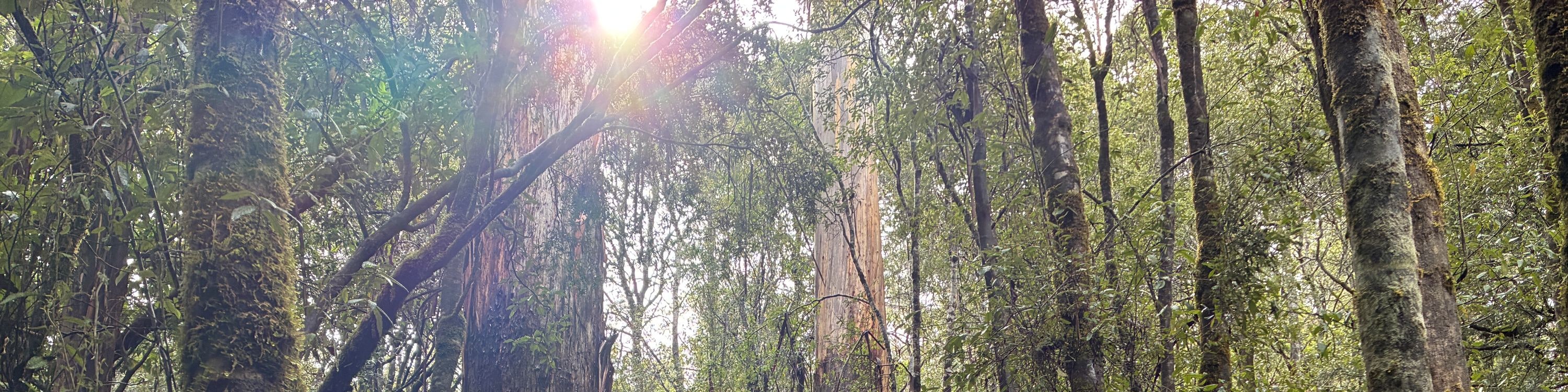 Mt Field National Park, Bonorong Wildlife & Mt. Wellington summit - Thumbnail 5