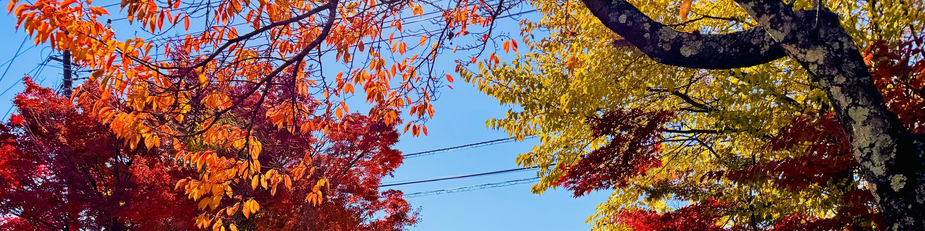 秋天的河口湖工藝公園，世界彷彿沐浴在溫暖的色彩中。楓葉在陽光下閃爍著金黃、橙紅和深紅的層次。微風輕拂，落葉輕輕飄落地面。