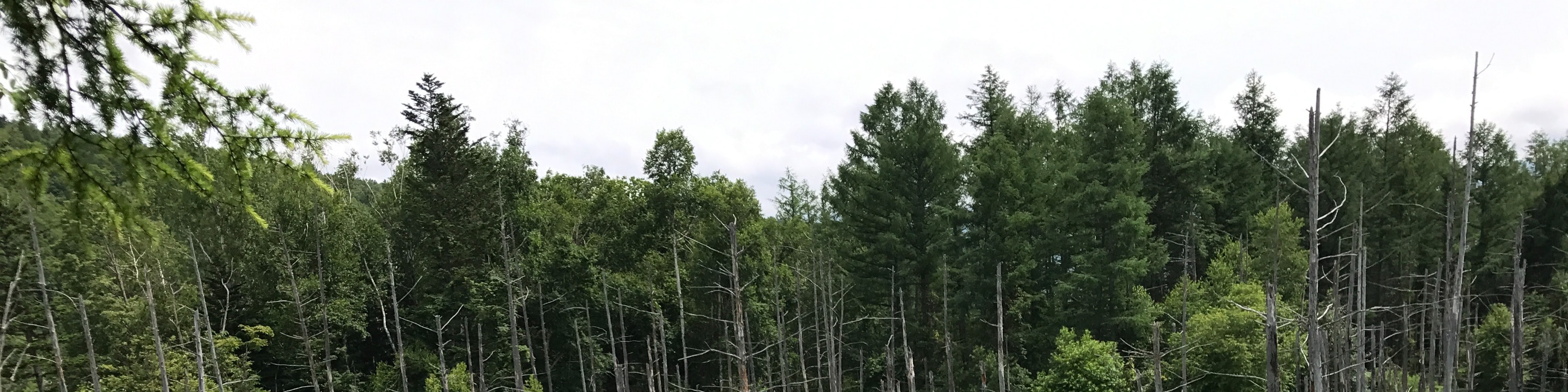 看看最著名的觀光景點之一，北海道美瑛的白金青池