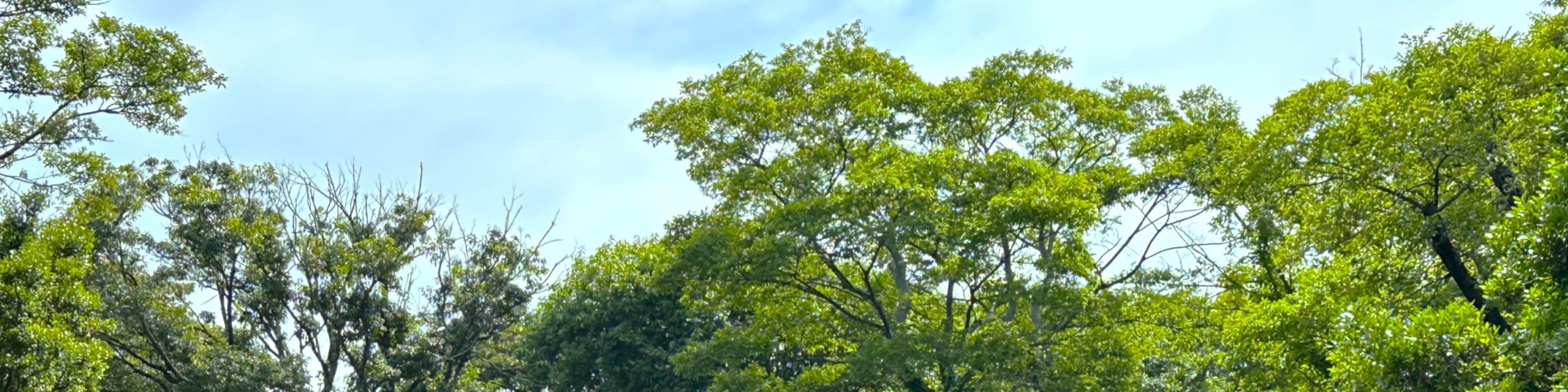 濟州BTS及韓劇小團遊，包含史努比花園