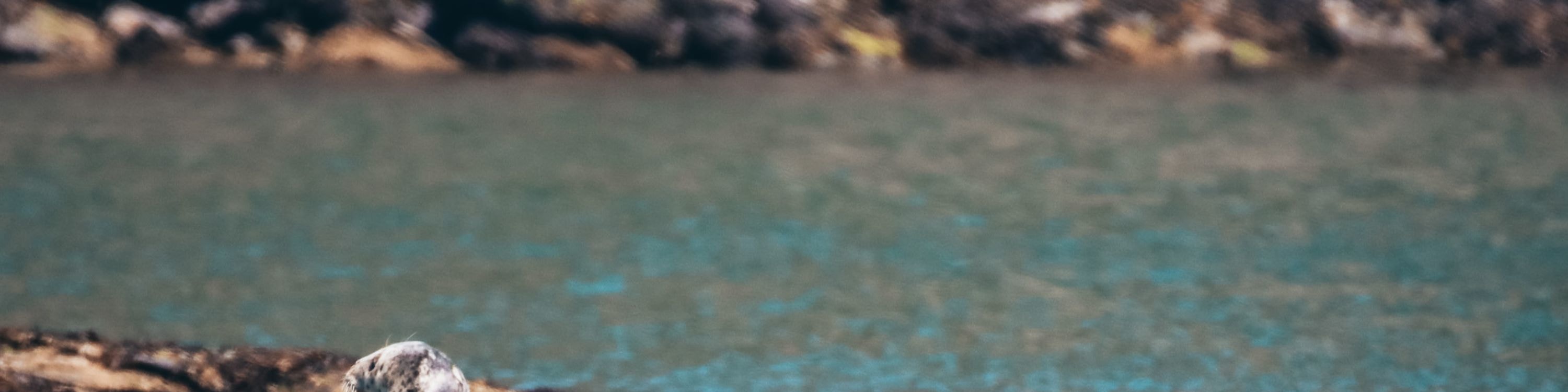Spot marine life as you explore Vancouver’s natural beauty by sail
