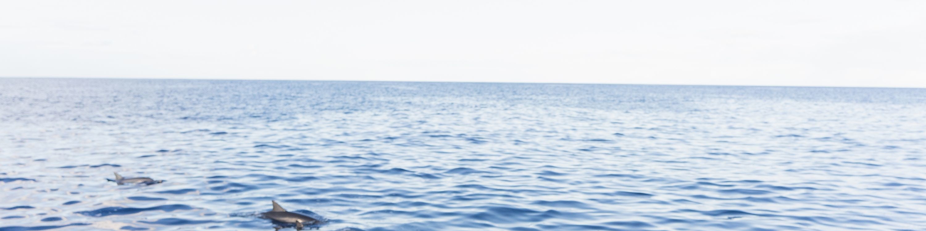坐在海豚戰士號的前排座位，盡情欣賞海豚及其他海洋生物
