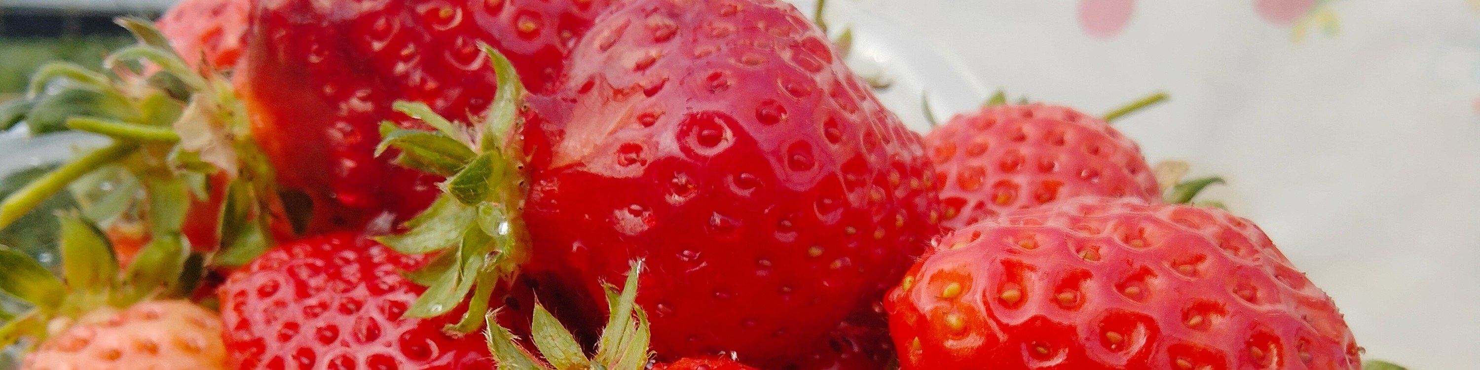 採摘草莓通常是一項季節性活動,使其在收穫月份成為一種特殊的享受。鮮紅的果實映襯著翠綠的 foliage,構成了一幅如畫的景象,非常適合拍照。遊客們經常捕捉到採摘草莓的樂趣, 採摘草莓通常是一項季節性活動,使其在收穫月份成為一種特殊的享受。鮮紅的果實映襯著翠綠的 foliage,構成了一幅如畫的景象,非常適合拍照。遊客們經常捕捉到採摘草莓的樂趣,
