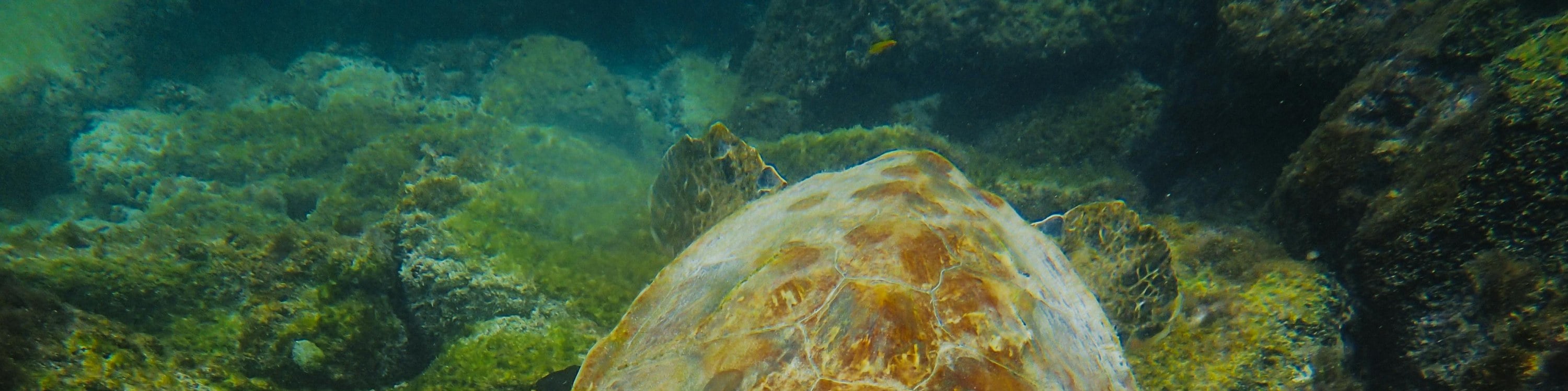 Turtles snorkeling in Mirissa