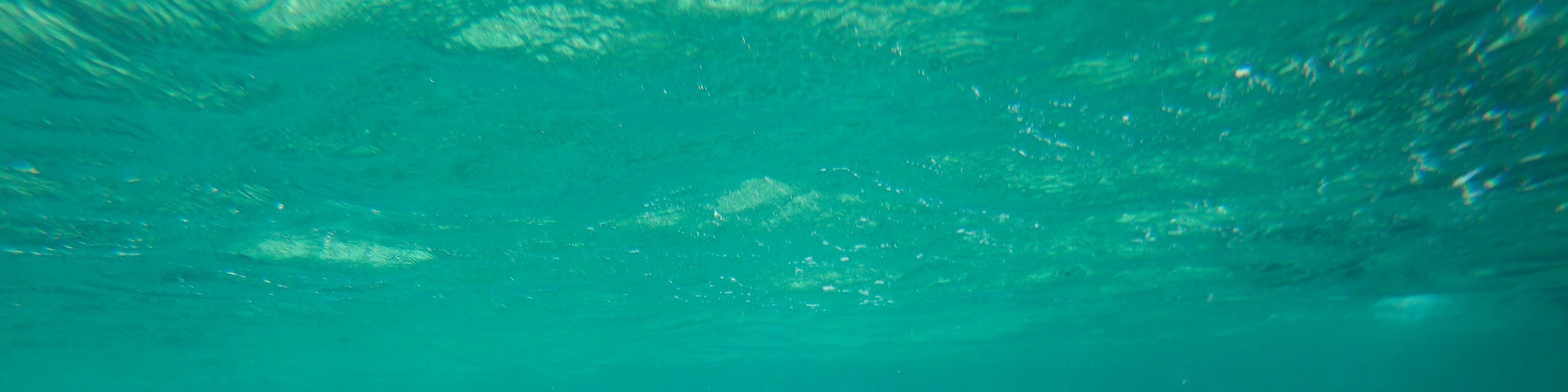 Turtles snorkeling in Mirissa