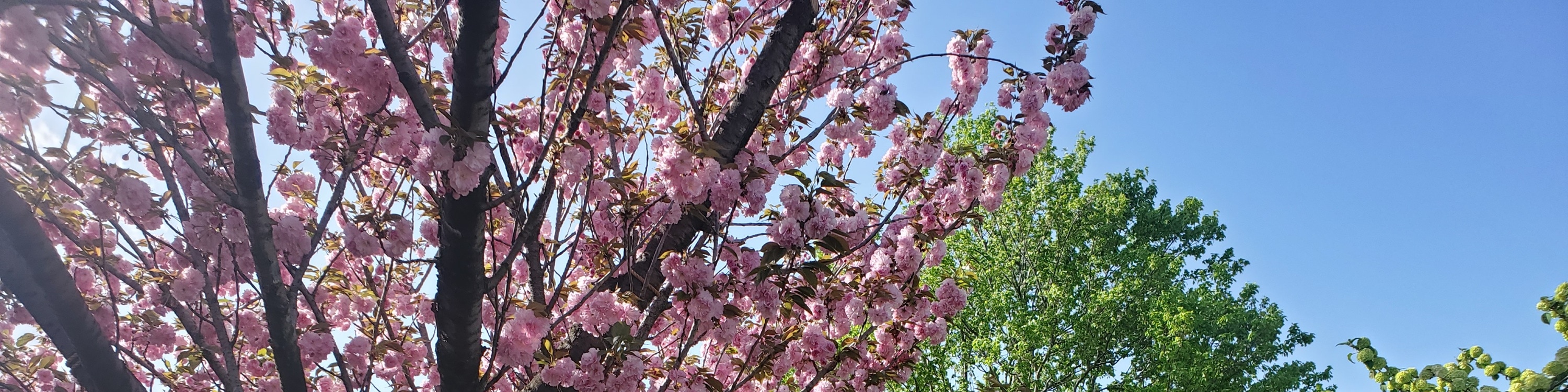 從新宿出發的足利花卉公園和日立海濱公園一日遊