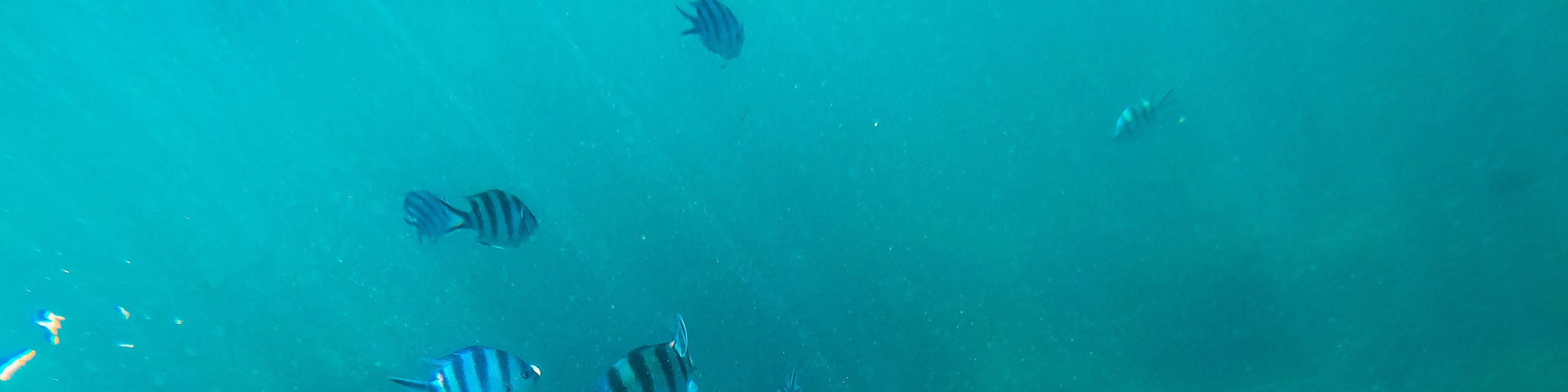 龜島 & 玻璃底船 & 紅樹林巡航之旅（JTB Indonesia提供）