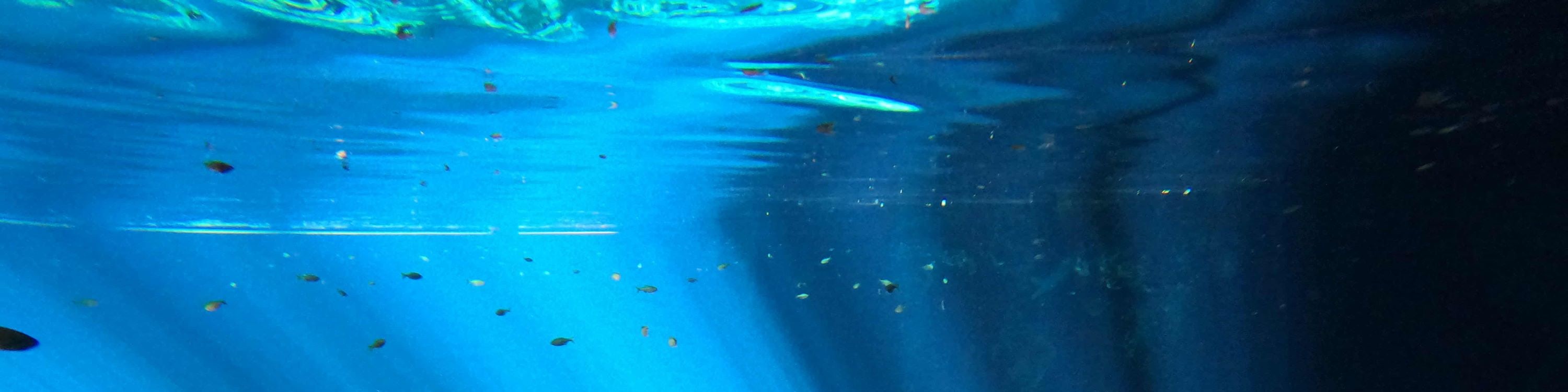 Fishes dart through the clear cenote waters, adding vibrant life to the tranquil underwater world