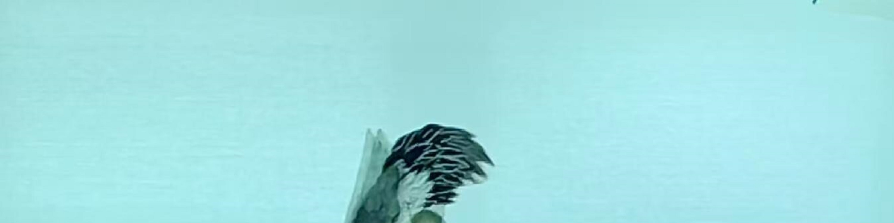 皮影《鶴與龜》是一種中國傳統的戲曲表演形式，利用透明的皮影人物在燈光下投射到幕布上，通過操縱皮影人物來講述故事、傳達價值觀念和展示藝術表現