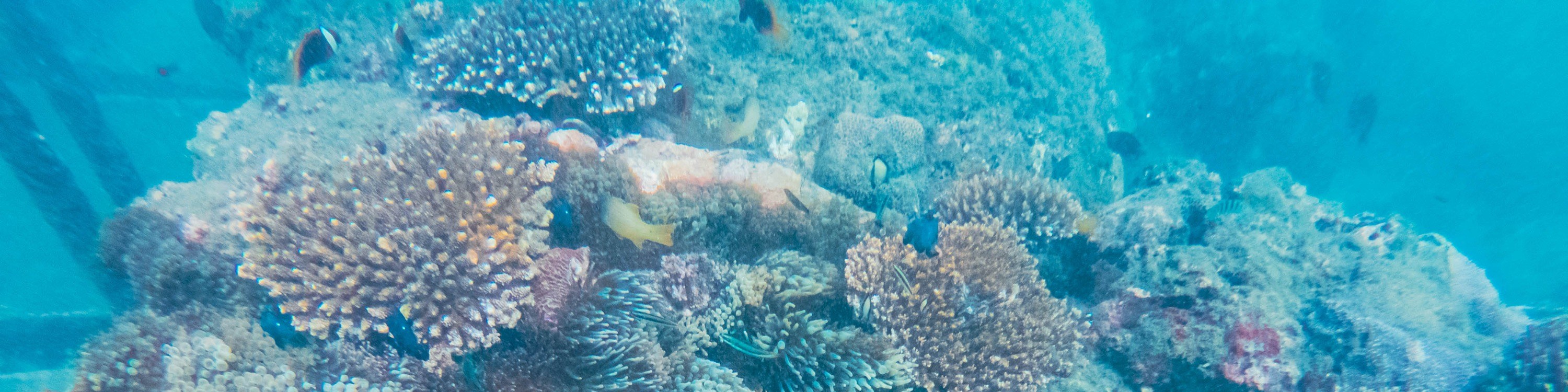 龜島 & 玻璃底船 & 紅樹林巡航之旅（JTB Indonesia提供）
