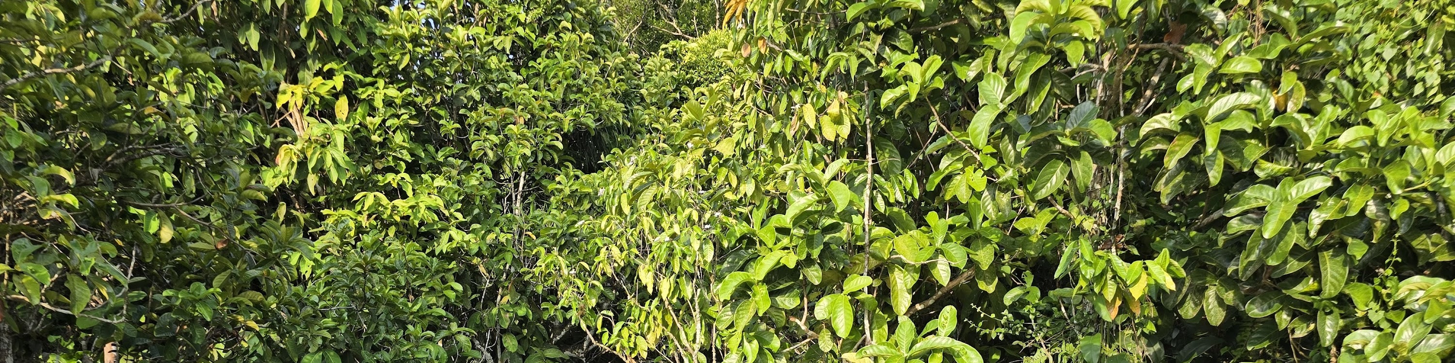 甲米：侏羅紀叢林皮划艇 & 帕南洞穴海灘之旅
