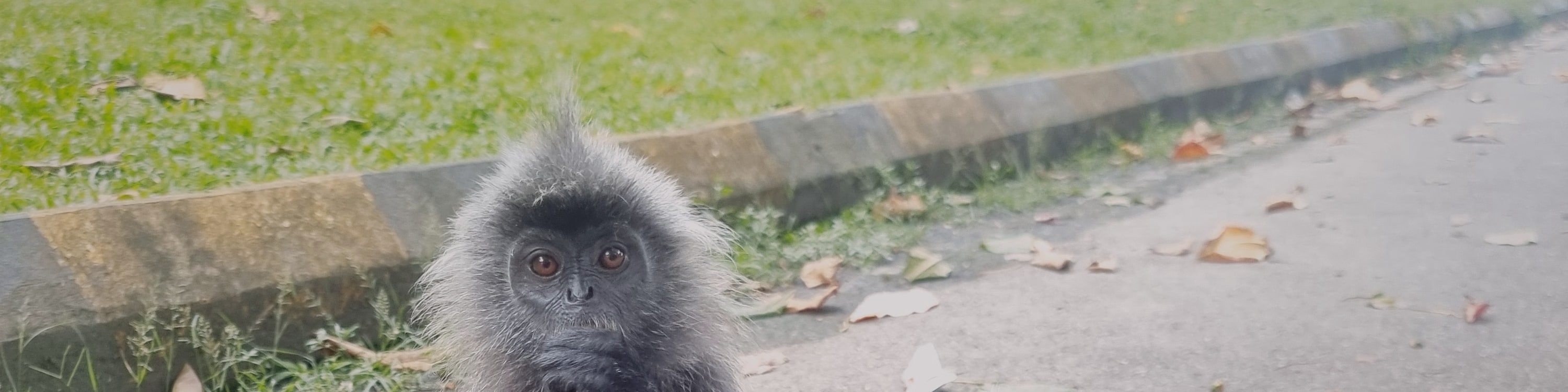 Scenic Monkey Hill, home to the silver leaf monkeys