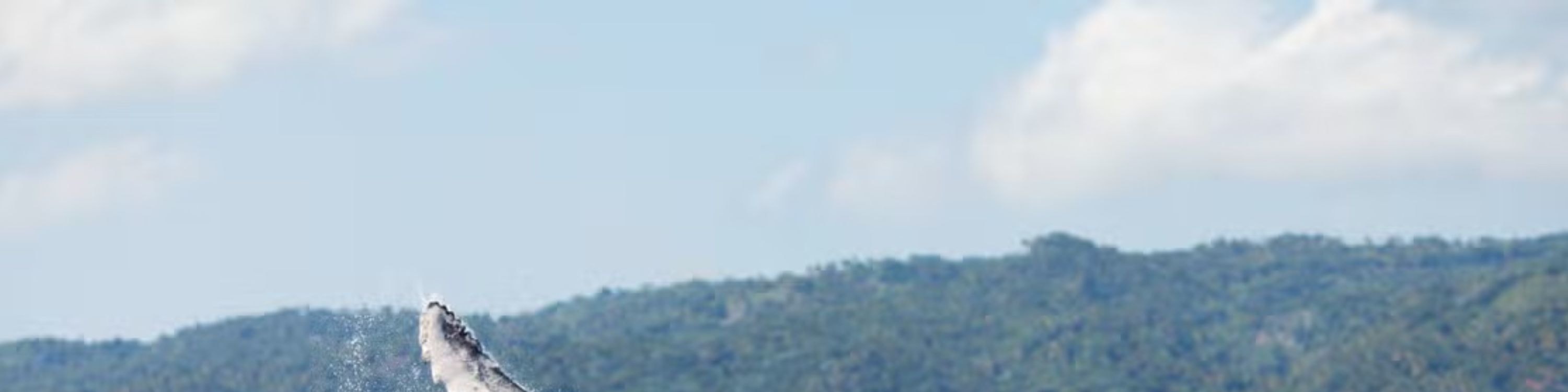 Whale Watching and Cayo Levantado Day Tour in Samana