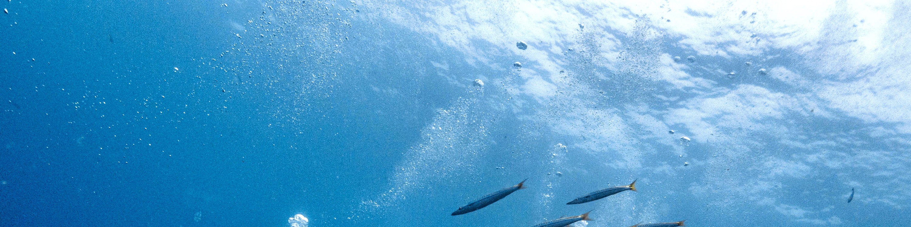 濤島開放水域課程體驗