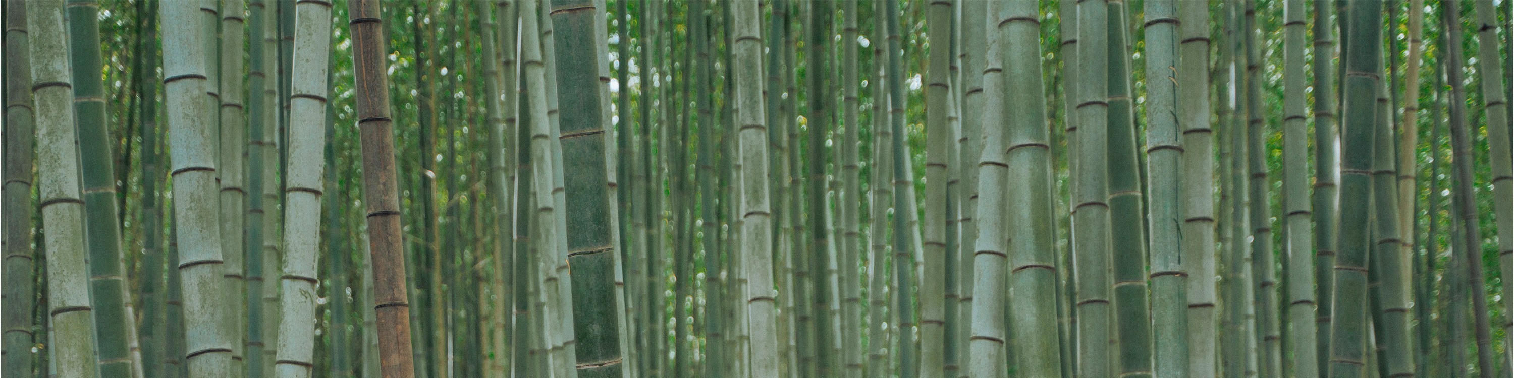 阿홉산 竹林