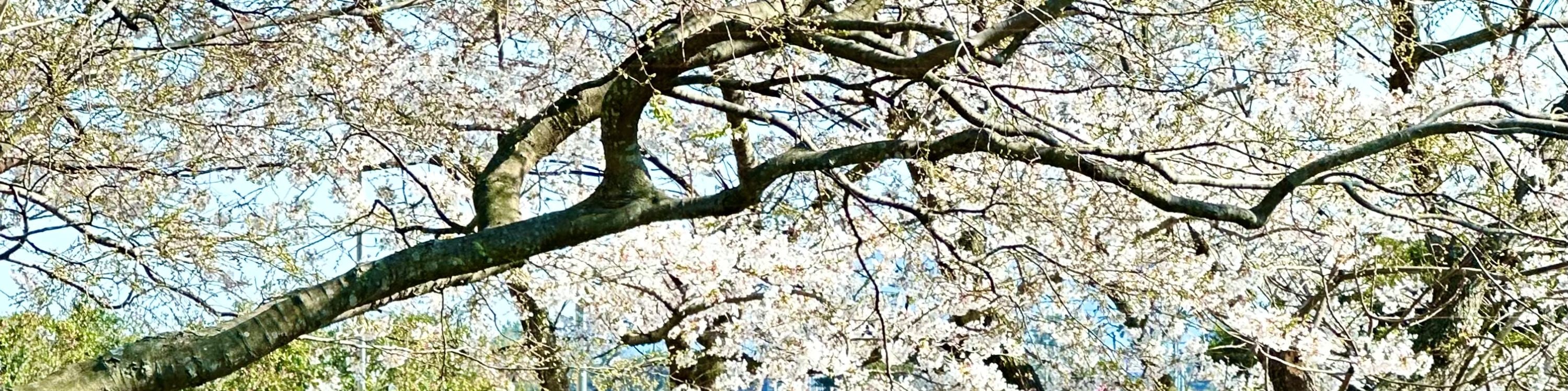 櫻花季期間（預計3月24日至4月10日），所有東部（Noksan-ro）、西部（Jangjeon-ri）和南部（Yerae-ro）旅遊路線將增加特別櫻花站點。