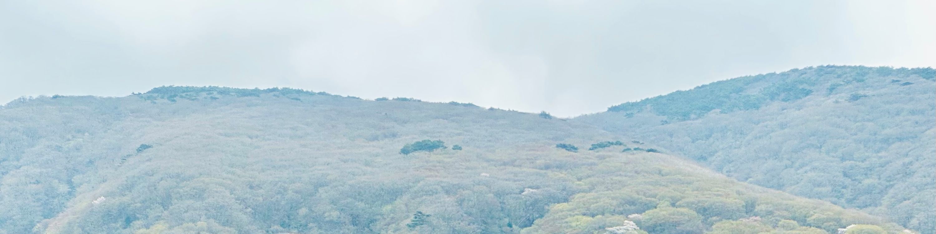 作為濟州王櫻花樹的天然棲息地,聯合國教科文組織自然遺產地漢拿山每年四月都會綻放出白色和粉色的花朵。 作為濟州王櫻花樹的天然棲息地,聯合國教科文組織自然遺產地漢拿山每年四月都會綻放出白色和粉色的花朵。