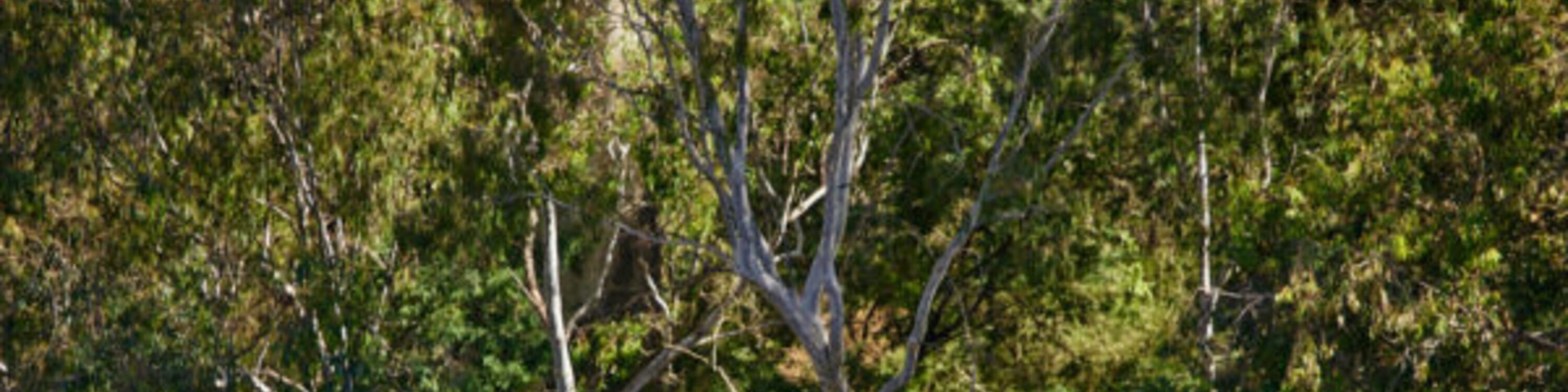 Yarra River Heritage Walk & Boathouse Lunch Experience