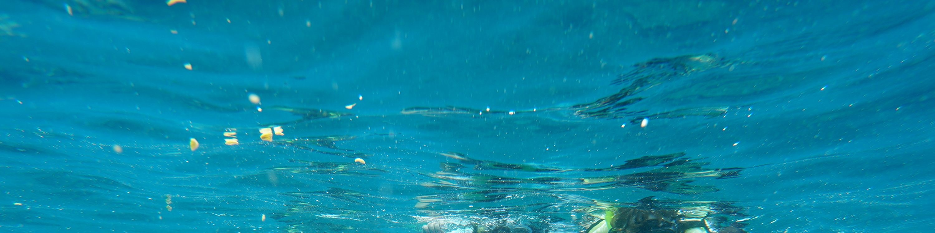 在浮潛時，遊客們沉浸在熱帶魚群環繞的水中世界