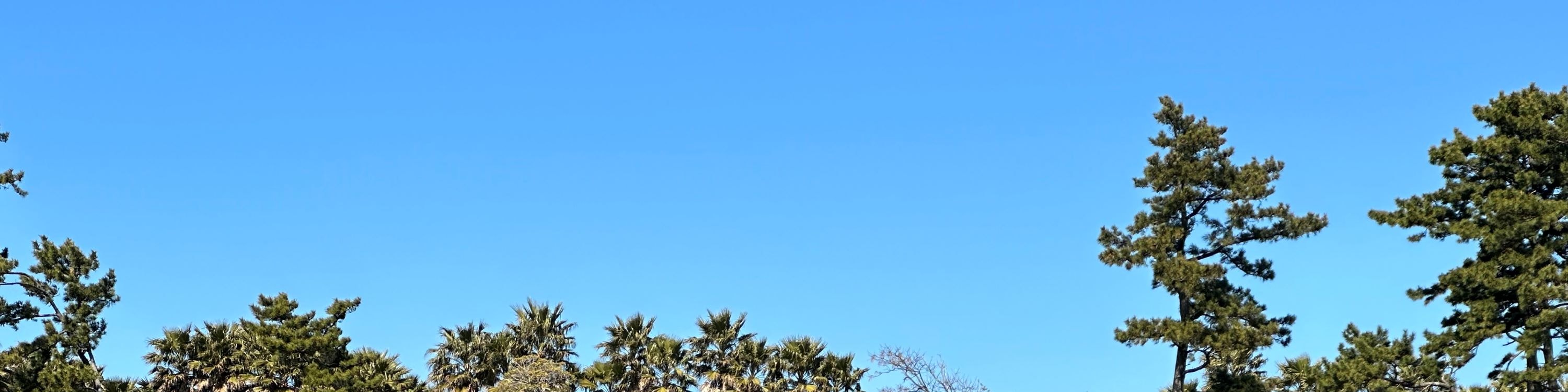 濟州賞櫻及草莓採摘小團一日遊