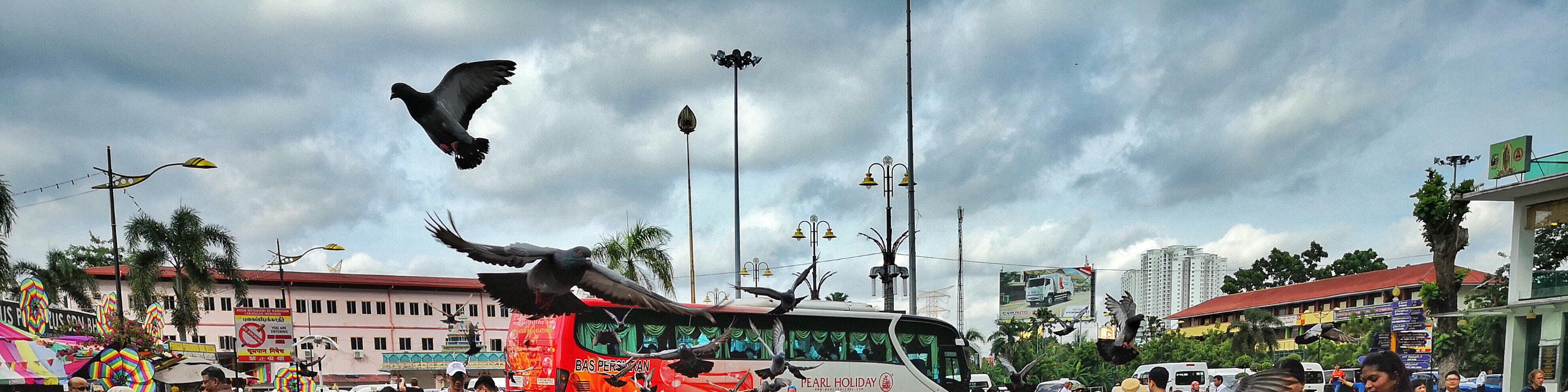 birds at batu caves