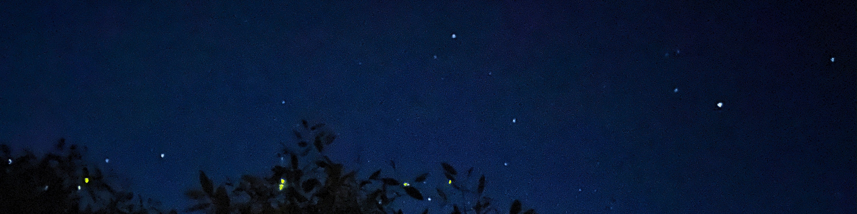 瓜拉雪蘭莪螢火蟲夜遊之旅（含海鮮晚餐＆遊船）