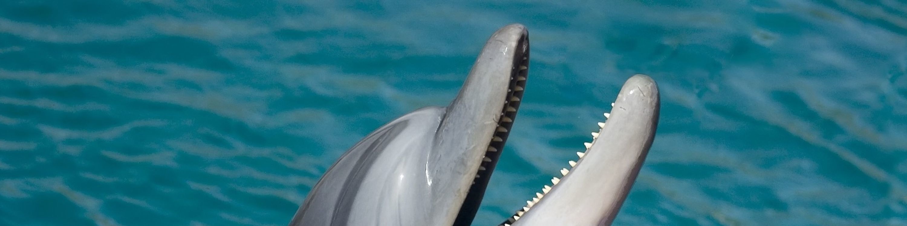 基韋斯特海豚觀賞遊船和浮潛體驗