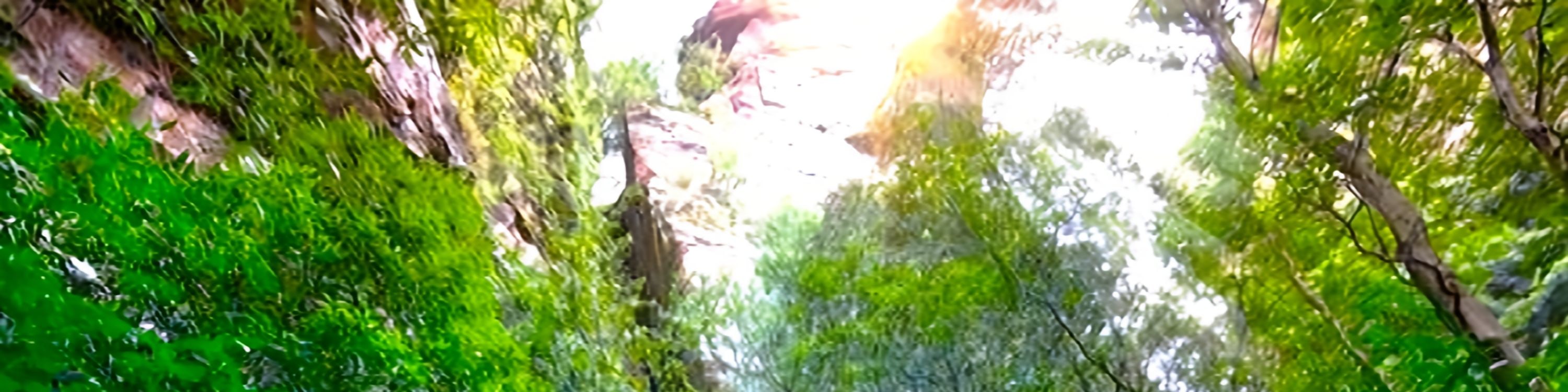 乘坐藍山風景世界(Scenic World)的觀光火車,體驗以52°傾角下降到雨林中的刺激 乘坐藍山風景世界(Scenic World)的觀光火車,體驗以52°傾角下降到雨林中的刺激