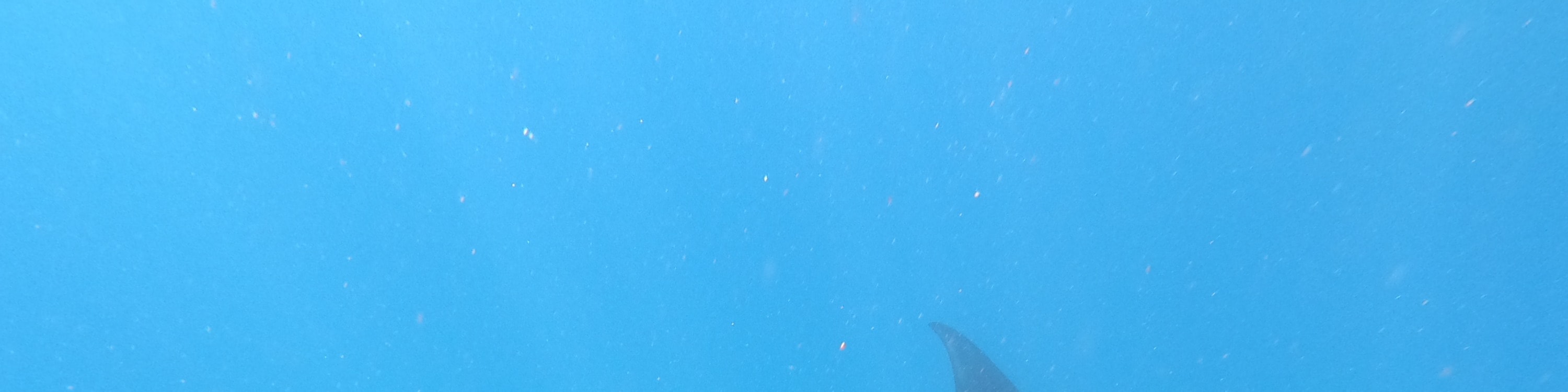 藍夢島4個浮潛點體驗