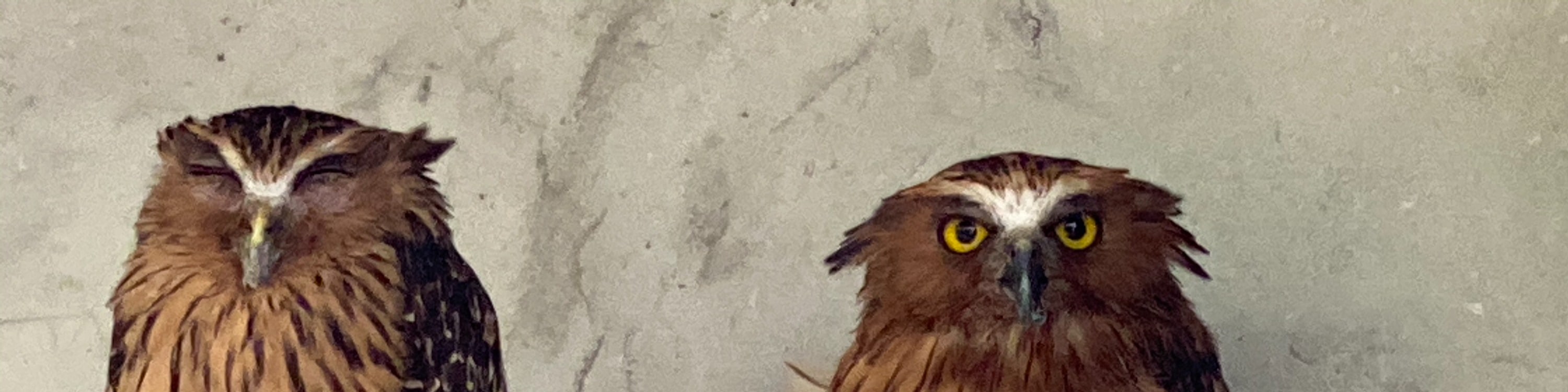 Owls in Bird Park