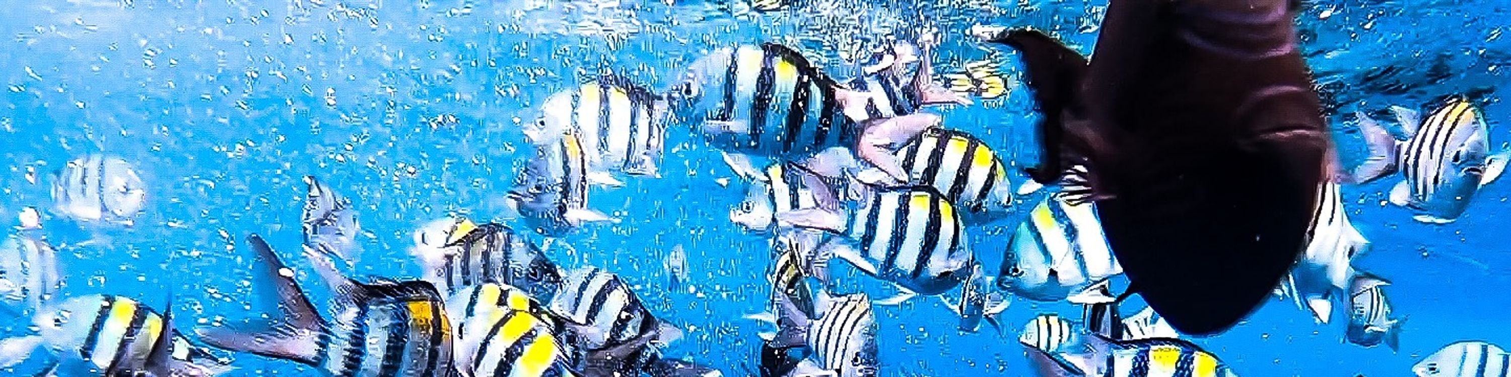 熱帶魚群在色彩繽紛的珊瑚礁周圍悠游