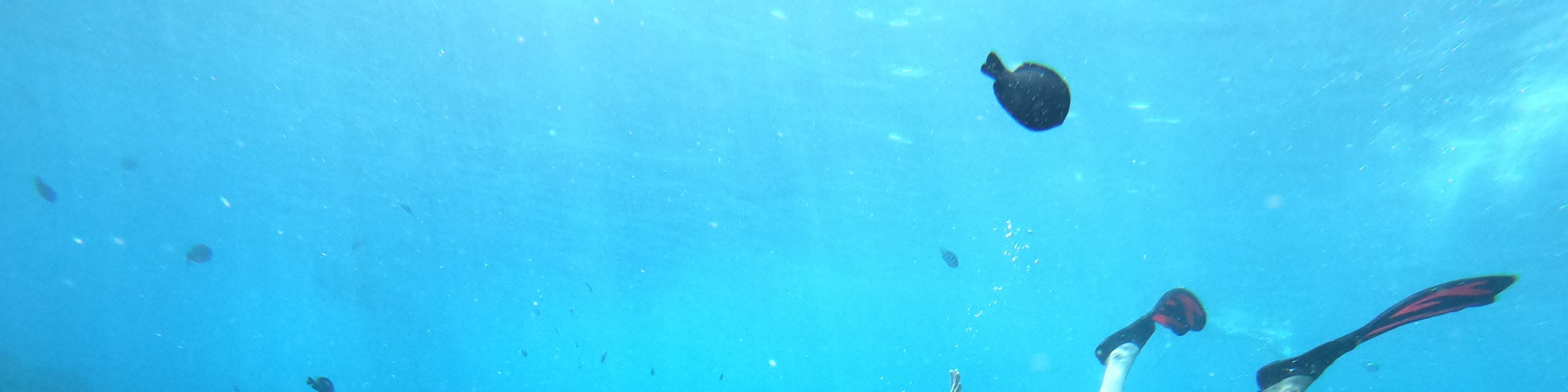 藍夢島4個浮潛點體驗