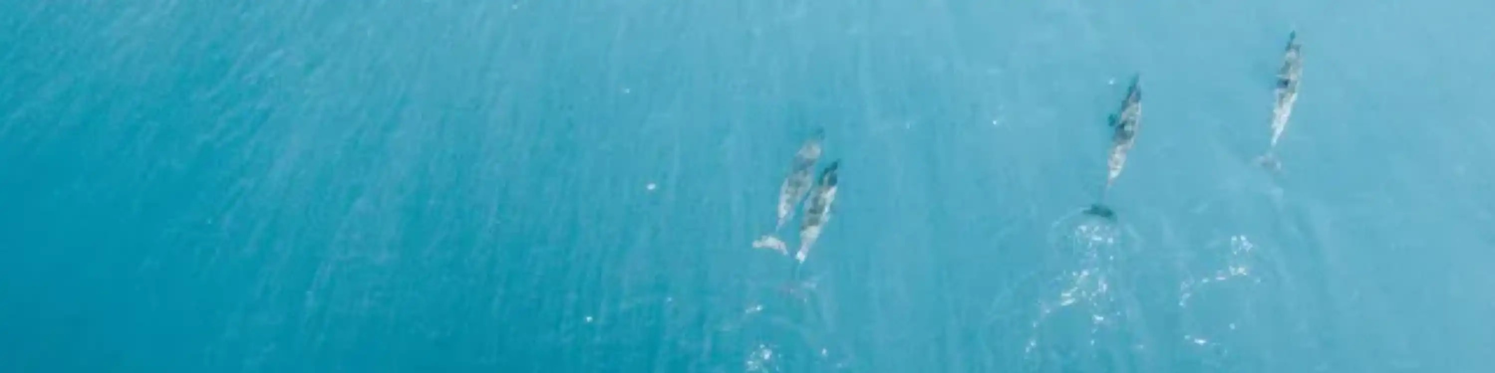 Watch the dolphins swim by as you pass them by