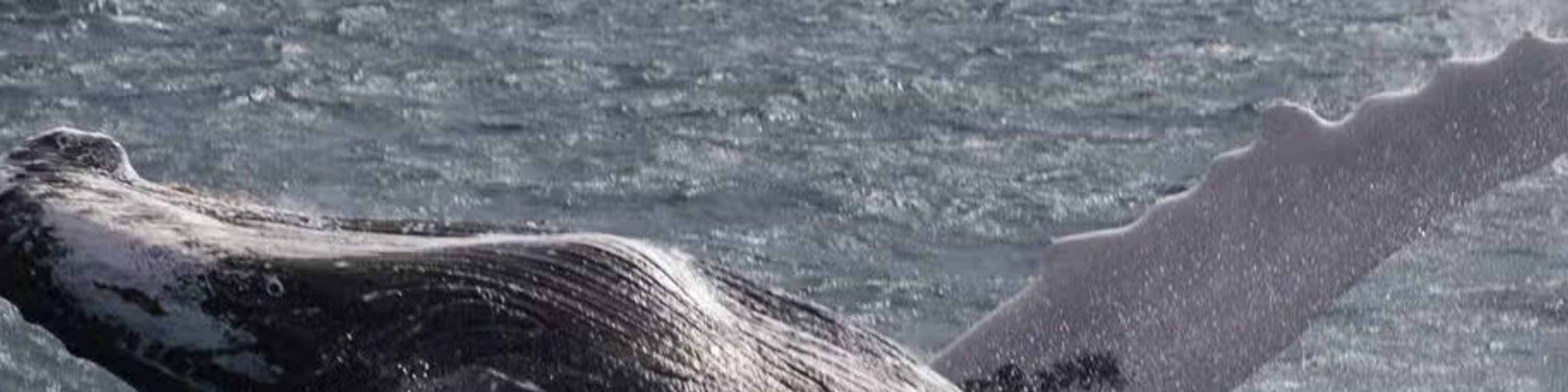 Whale Watching and Cayo Levantado Day Tour in Samana
