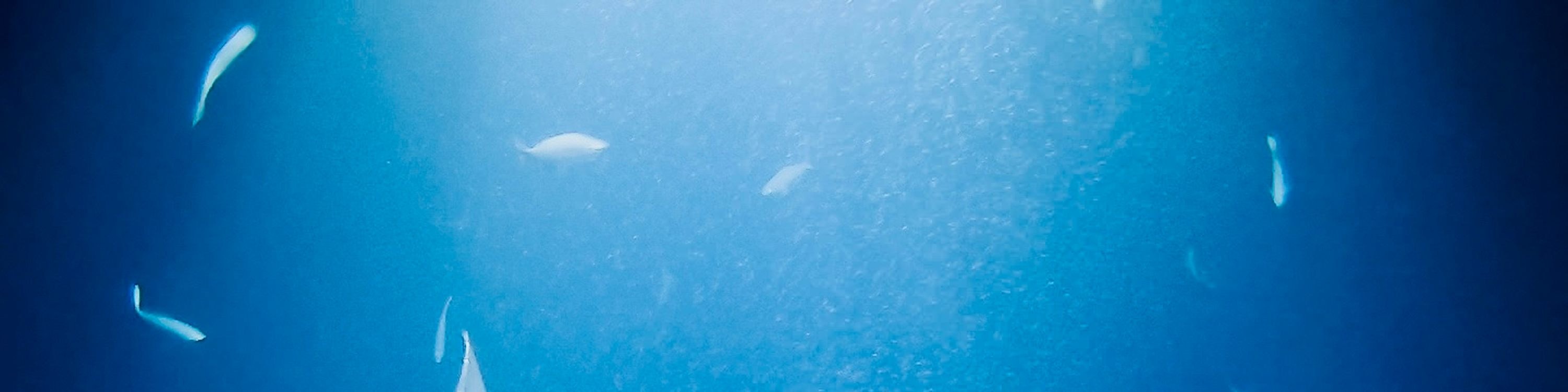 在燈光下，鬼蝠魟毫不費力地滑過水面，以浮游生物為食