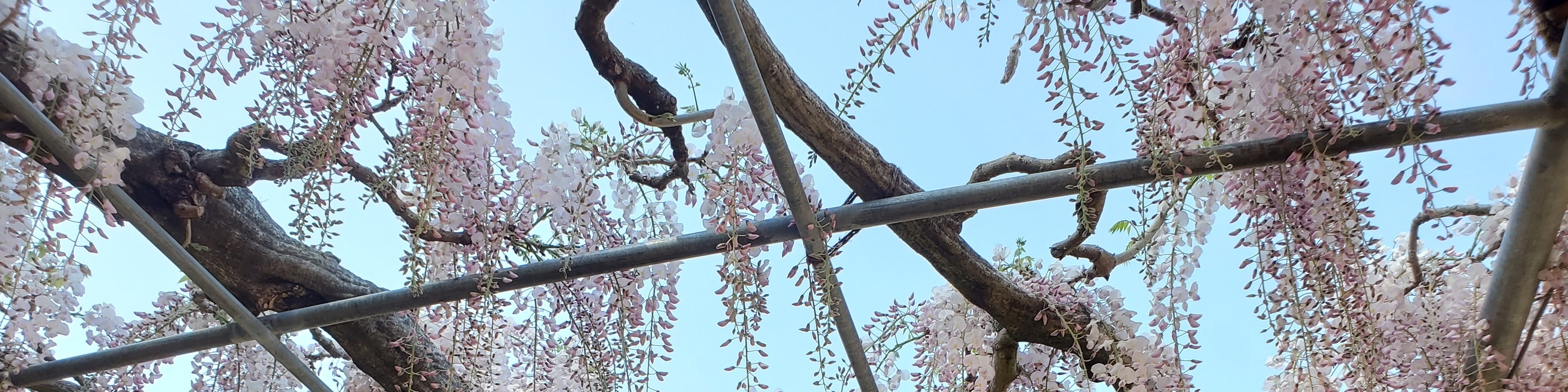 從新宿出發的足利花卉公園和日立海濱公園一日遊