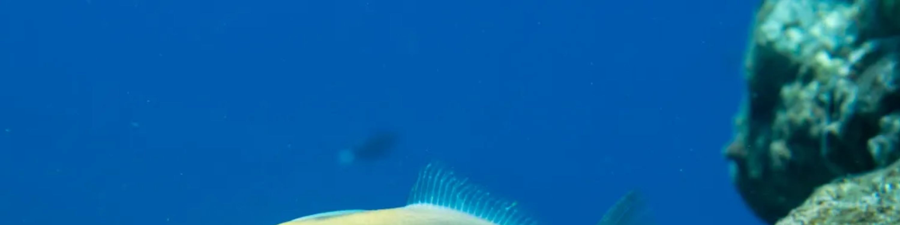 考艾島尼豪島與納帕利海岸船遊
