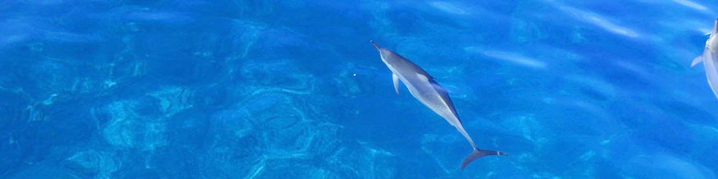 從水面俯瞰，一群海豚優雅地在水面附近嬉戲