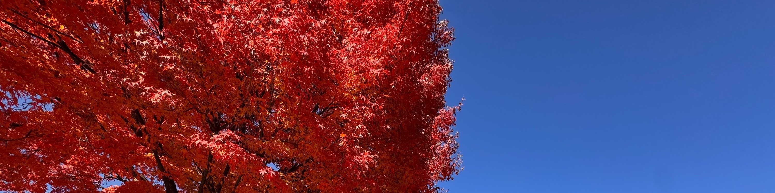 河口湖工藝公園入口兩旁的楓樹色彩格外鮮豔，在緋紅的樹葉下，您會看到迷人的手寫標誌。