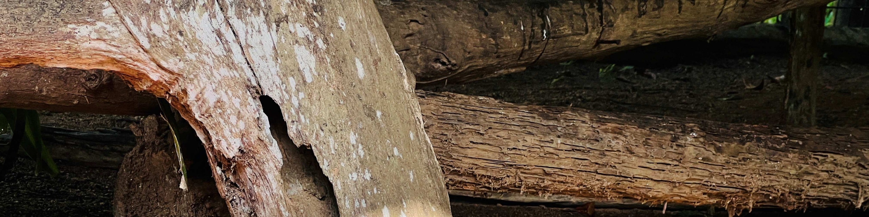 關丹 Zoo Teruntum 動物園門票
